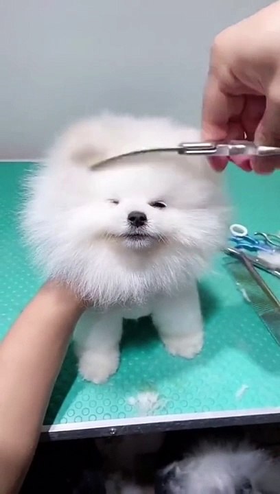 Beautiful Pet