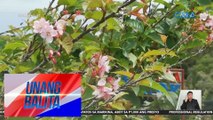 Cherry Blossoms sa isang park sa Benguet, nagsimula nang mamukadkad | Unang Balita