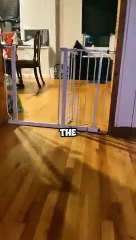 Cat does this after owner loses job