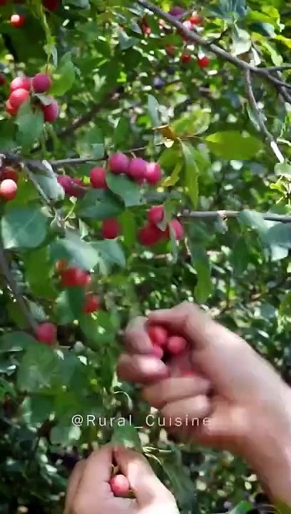 Wild Plum Paste @ Rural cuisine