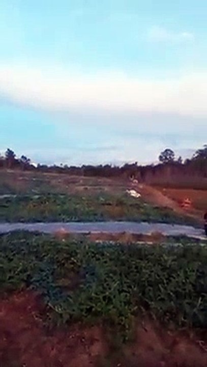 jalan-jalan lihat kebon bolo ngapak hahaha...