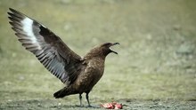 The Great Skua: Close Up HD Footage (Stercorarius skua)