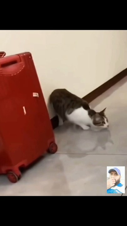 Funny short video 