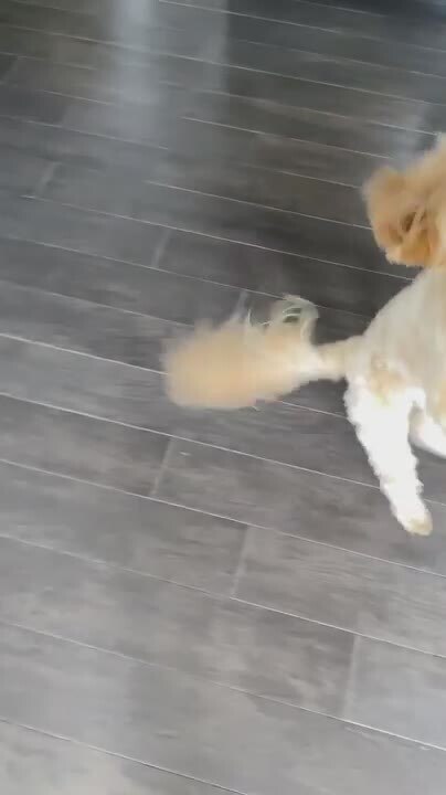 Cockapoo Dog Presses Button and Shows Trick