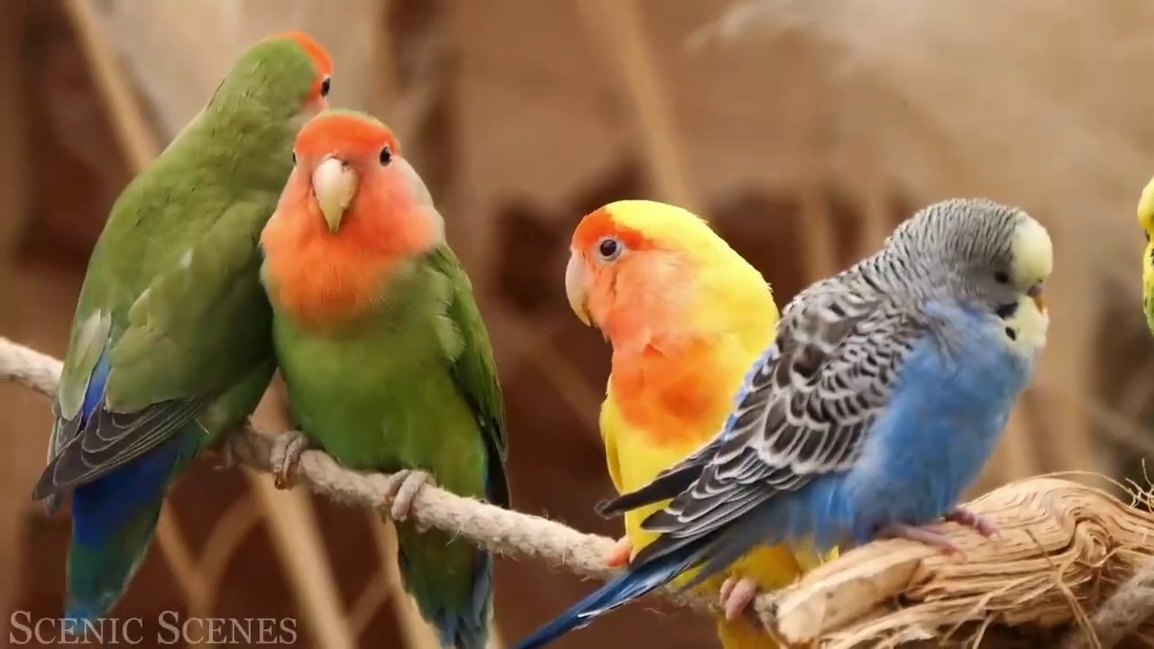 part 1 VideoEditor_beautiful animal