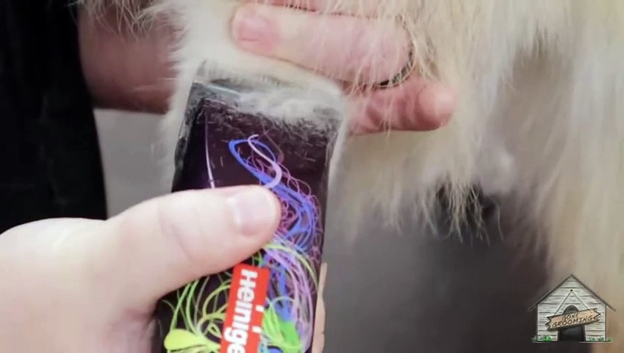 Grooming Shelby the Australian Shepherd_3