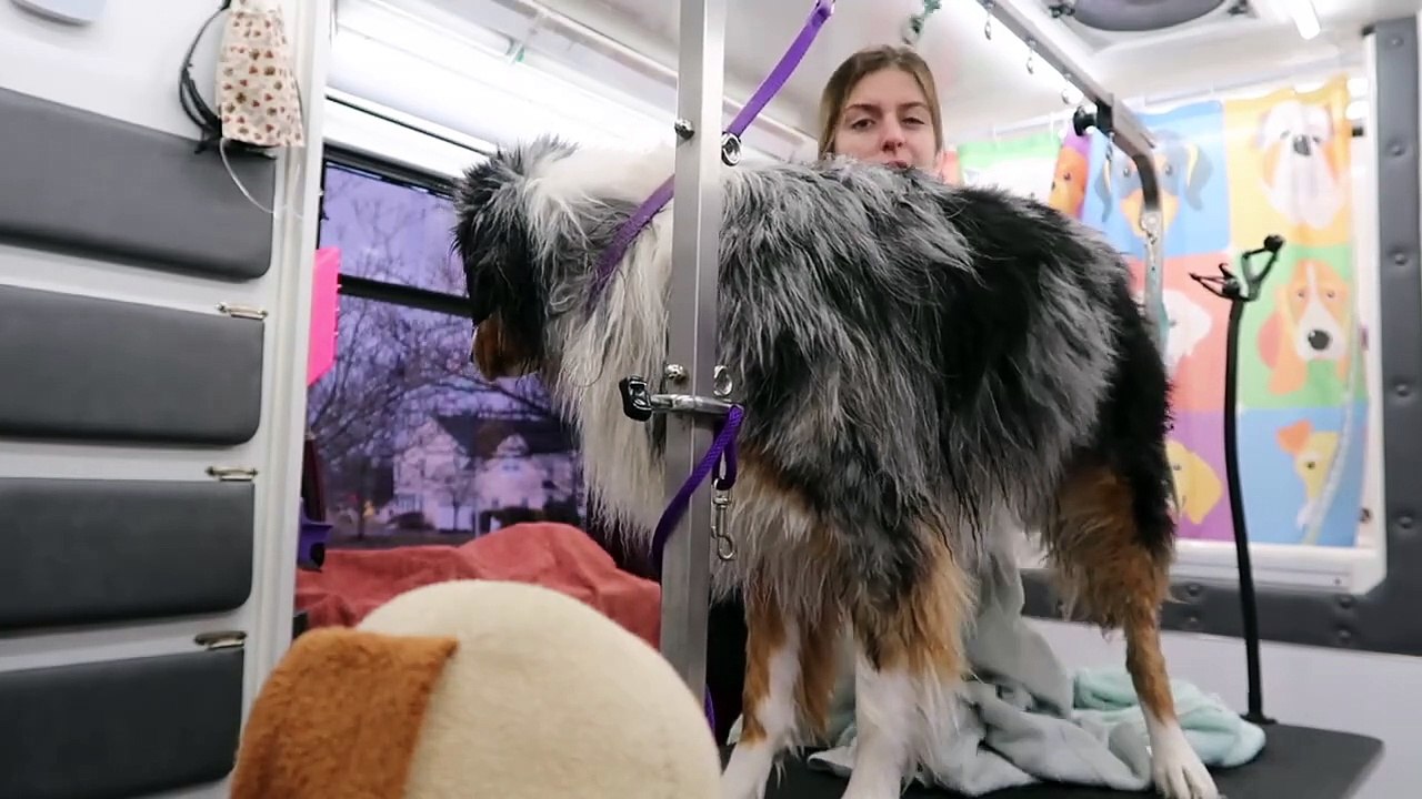 Grooming an Australian Shepherd