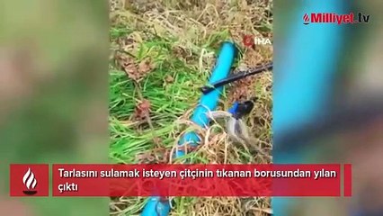 Tarlasını sulamak isteyen çitçinin tıkanan borusundan yılan çıktı