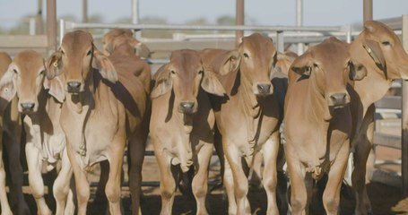 Live Cattle Export Class Action Timeline: Key Milestones & Controversies 🐄