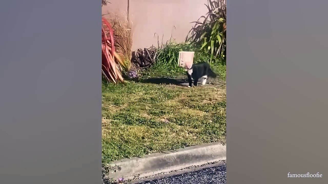 YOU LAUGH YOU LOSE! Funny Moments Of Cats Videos