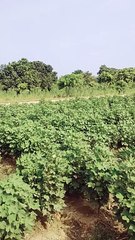 Pakistan Panjab village beauty