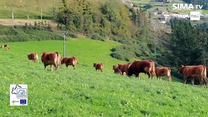 Les clôtures virtuelles, bientôt une réalité