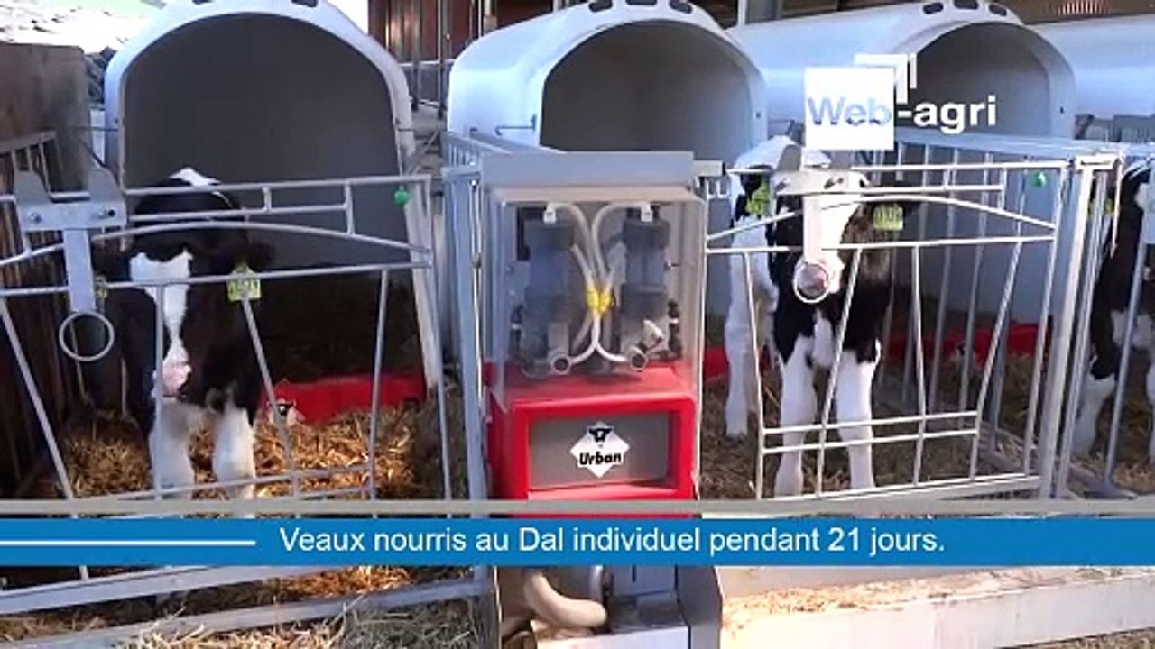 300 veaux nourris au Dal en niches individuelles - Vidéo Dailymotion