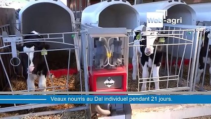 300 veaux nourris au Dal en niches individuelles