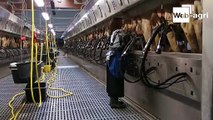 1.600 vaches laitières réglées comme du papier à musique