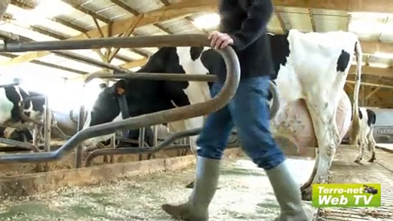 Pour le plaisir des yeux : les plus belles vaches du Gaec Le Valton (85)