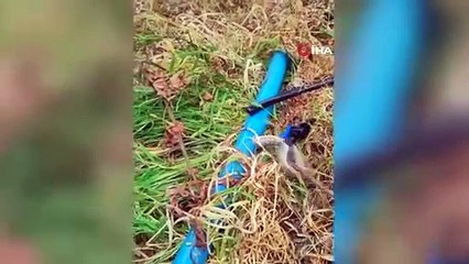 Sulama borusundan 1 buçuk metrelik yılan çıktı