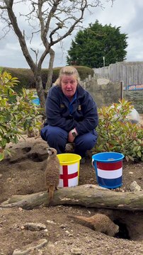 Euro 2024: Drusillas Mystic Meerkats semi-finals prediction