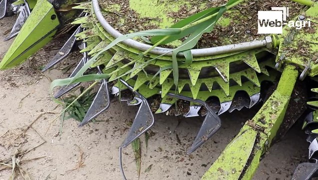 [Essai] Le Gaec du vallon teste le Shredlage de Claas
