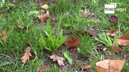 Plantain ou chicorée ? Les éleveurs de Haute-Vienne parlent de leur expérience