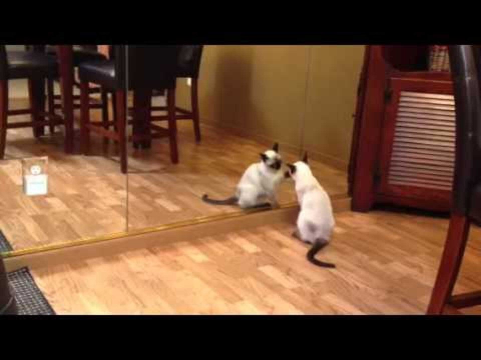 Siamese Kitten Fights with Own Reflection