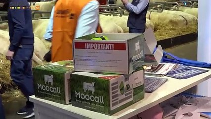 Moocall, le détecteur de vêlage à portée illimitée se fixe sur la queue