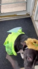 Pit Bull Terrier Wears Fairy Costume