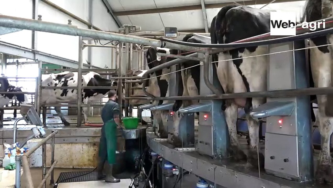 Michel Welter : « Nos vaches sont dehors toute l'année sous un grand parapluie »