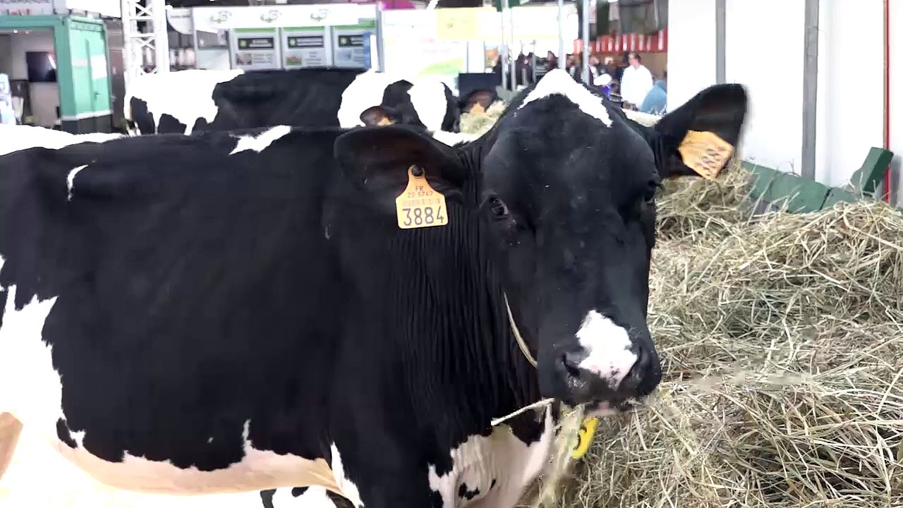 Le taureau Louxor, au sommet de la pyramide avec ses 229 points d’ISU