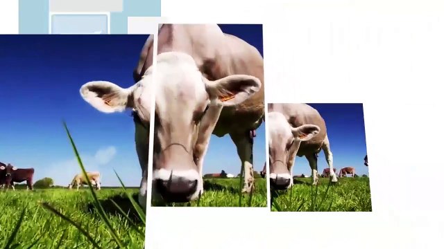 À 1 250 €/1 000 l de lait, Thierry Lemarchand met du beurre dans ses épinards