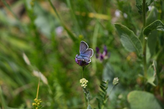 Doğu Anadolu ve Karadeniz arasındaki geçit: Kop Dağı
