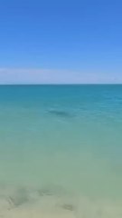 A beautiful shark approaches the edge of the beach