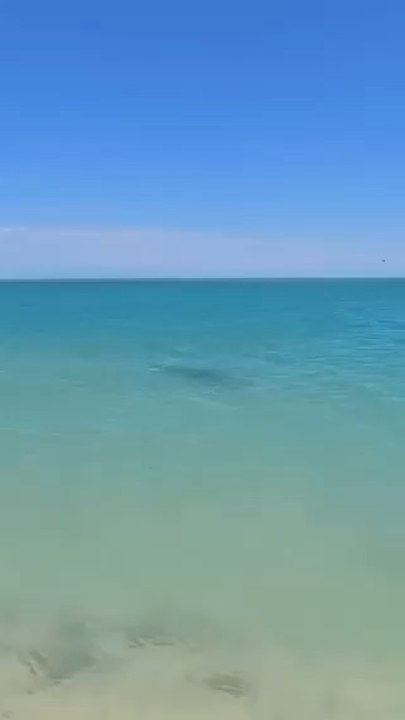 A beautiful shark approaches the edge of the beach