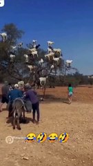 Goat on the tree #viralvideo #viral #trending