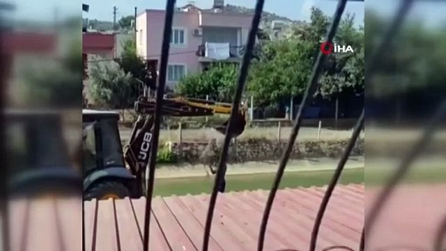 Sıcaktan bunaldı, serinlemek için kepçeyle duş aldı!