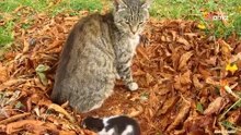 Mann aus Russland sieht eine Katze im Garten: Als er sich nähert, ist er völlig baff