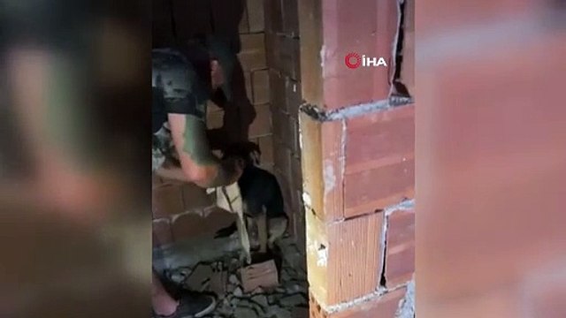 Ankara'da çok sayıda köpek ölü bulundu