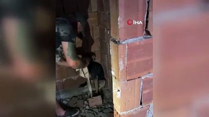 Ankara'da çok sayıda köpek ölü bulundu