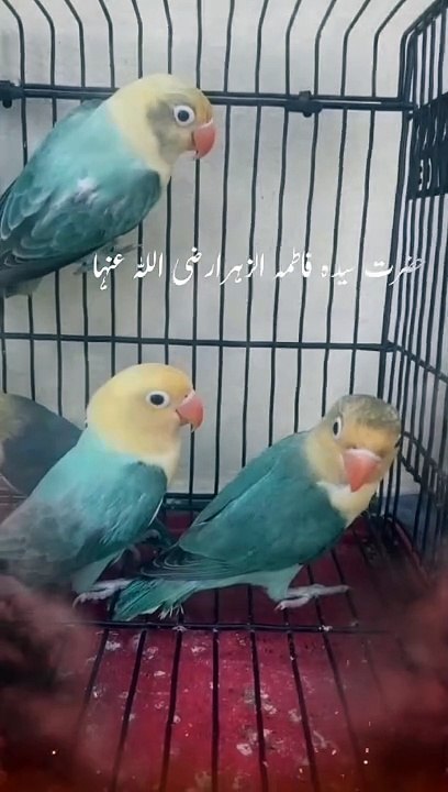 Birds 9.7.2024