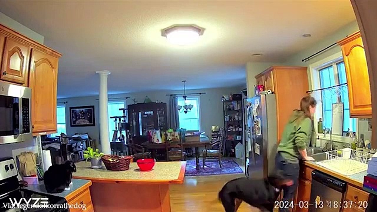 NEW_Funny_Animals_videos__Funny_DOGS__and_CATS_videos__2024(360p)