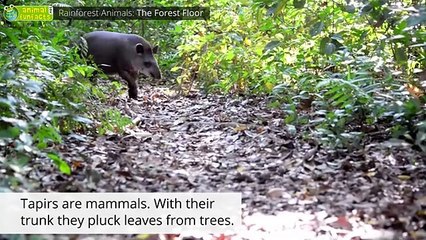 Rainforest Animals  - Animals for Kids - Educational Video