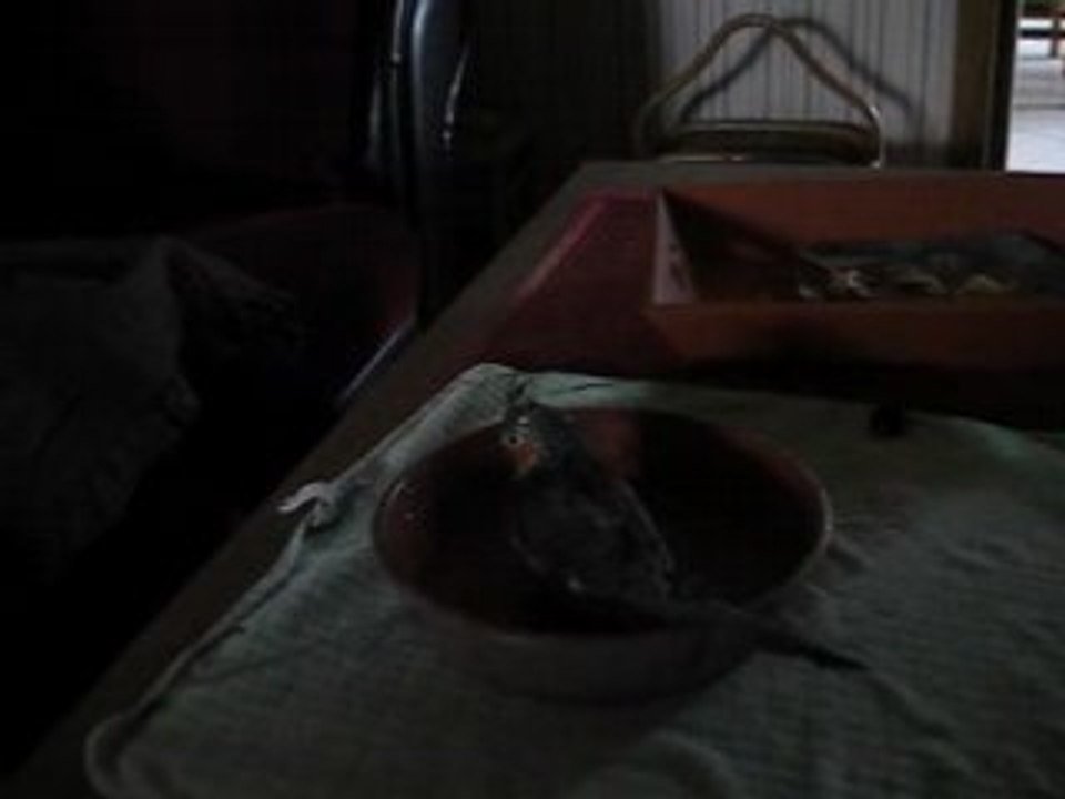 1er bain de tintin 009