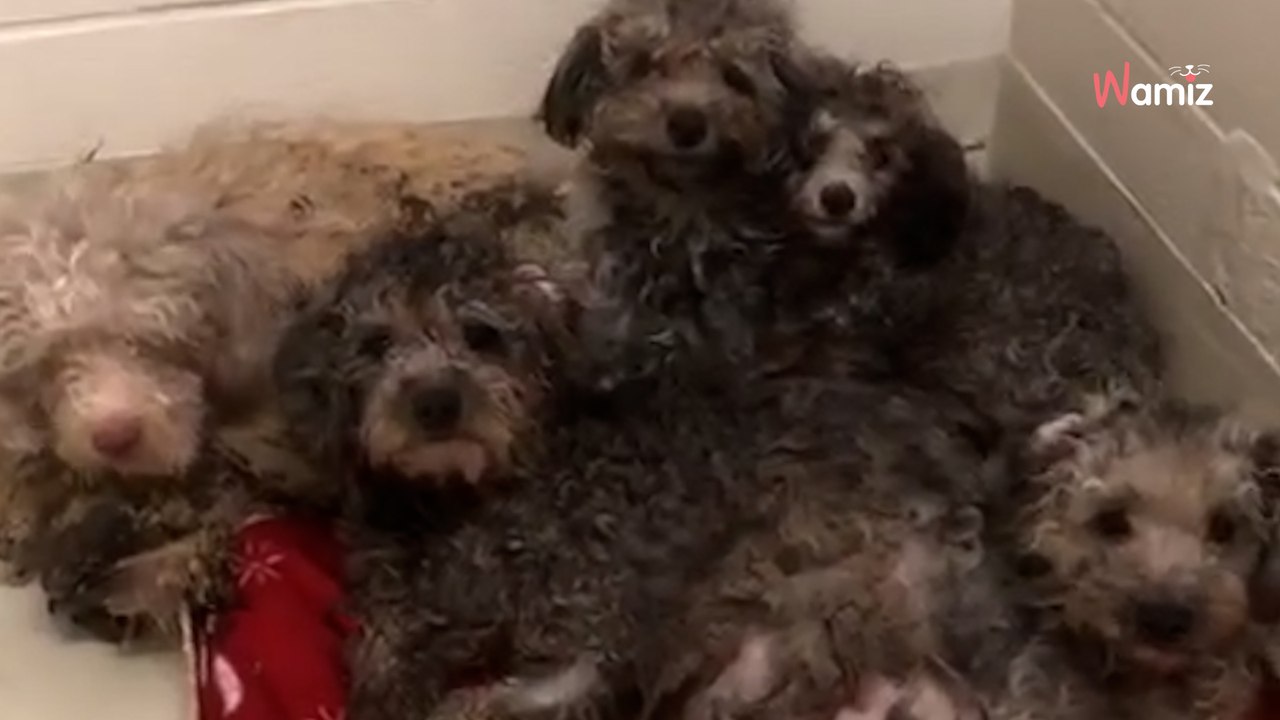 Extrem krankhafte Sucht in den USA: „Der schlimmste Fall aller Zeiten!“