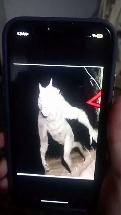 Ghost janwar