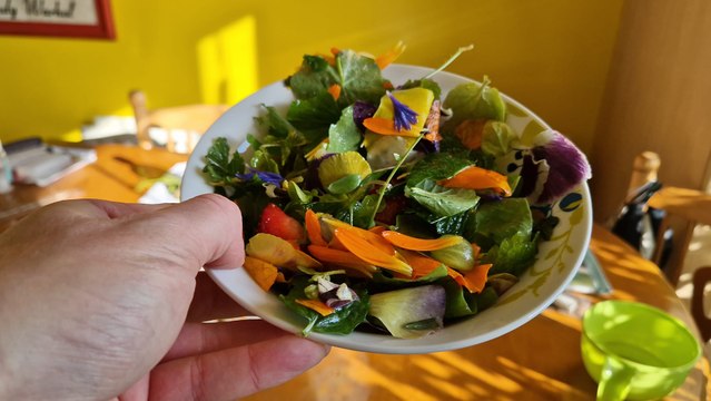 How to make a salad with edible flowers from the garden - Gardening with Brendan