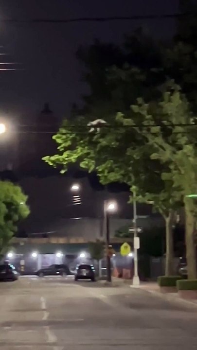 Raccoons on a mission