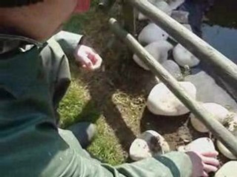 Florian aux poissons rouges finish