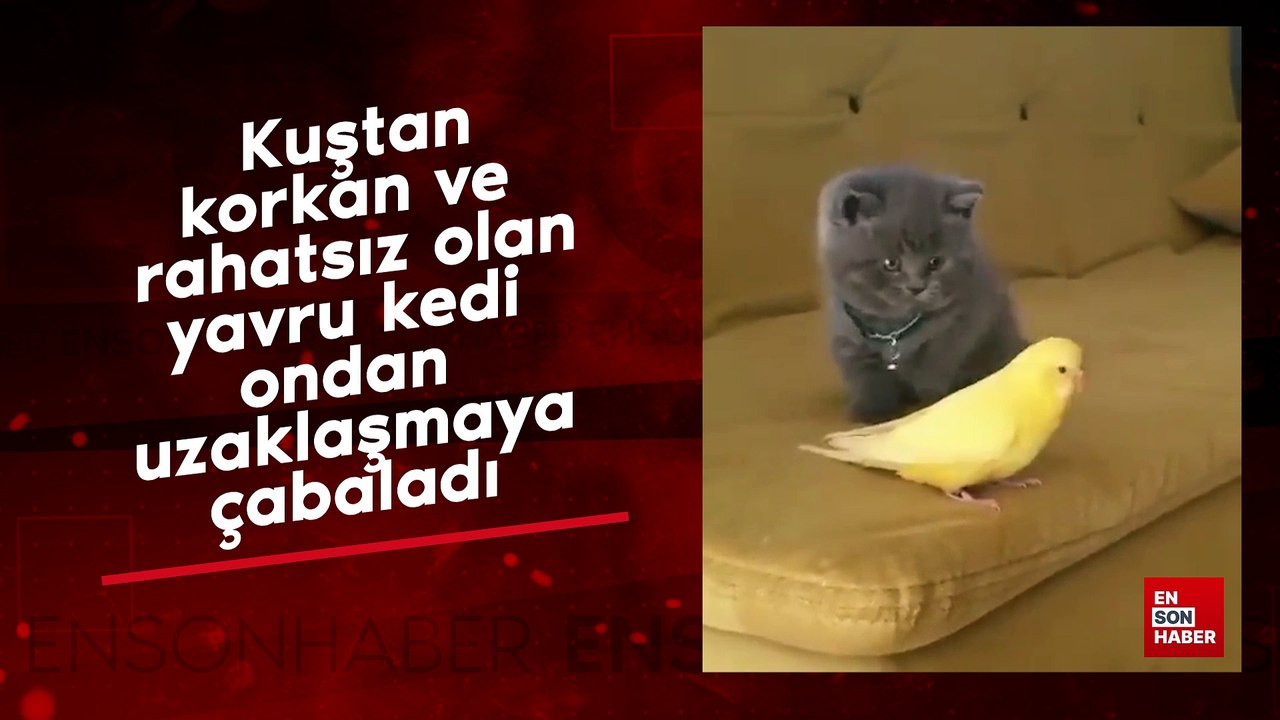Kuştan korkan yavru kedi