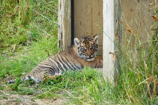Tenby's Manor Wildlife Park welcomes the birth of a Sumatran - the first tiger cub to be born in a zoo in Wales!