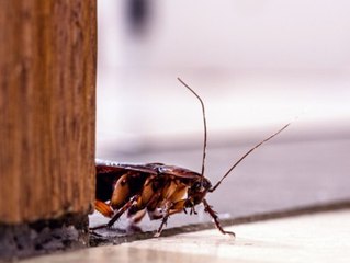 Behörde warnt: "Super-Kakerlaken" breiten sich auf Mallorca aus